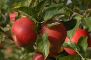 Apfel rot